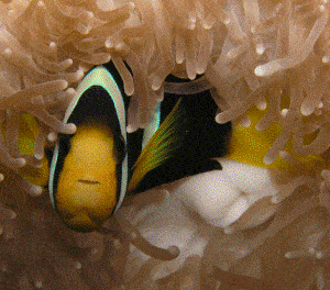 PADI Discover Scuba Diving Experience | 1 Day | KOH TAO, THAILAND