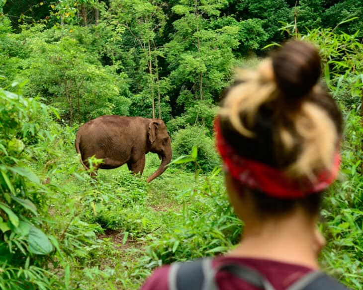 Ethical Elephant Experiences | Half Day - 1 Week | from SEN MONOROM, CAMBODIA