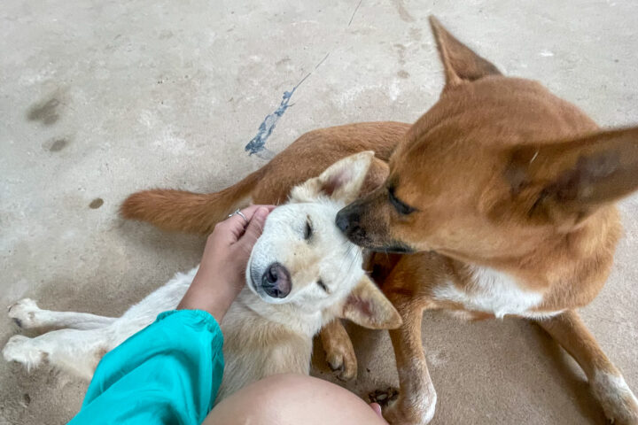 Dogs at Sae Lao project in Vang Vieng, Laos