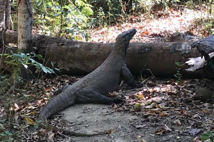 Komodo dragon next to tree log