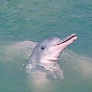 pink-dolphin-Khanom-Thailand