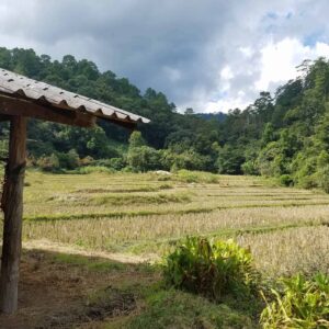 Rice paddies in Doi Inthanon Thailand