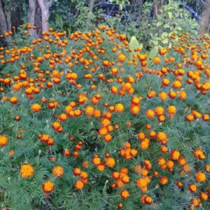 Yellow flowers everywhere in Doi Inthanon National Park.