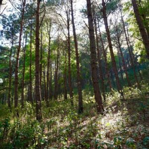 Tall trees in the forests of Doi Inthanon.