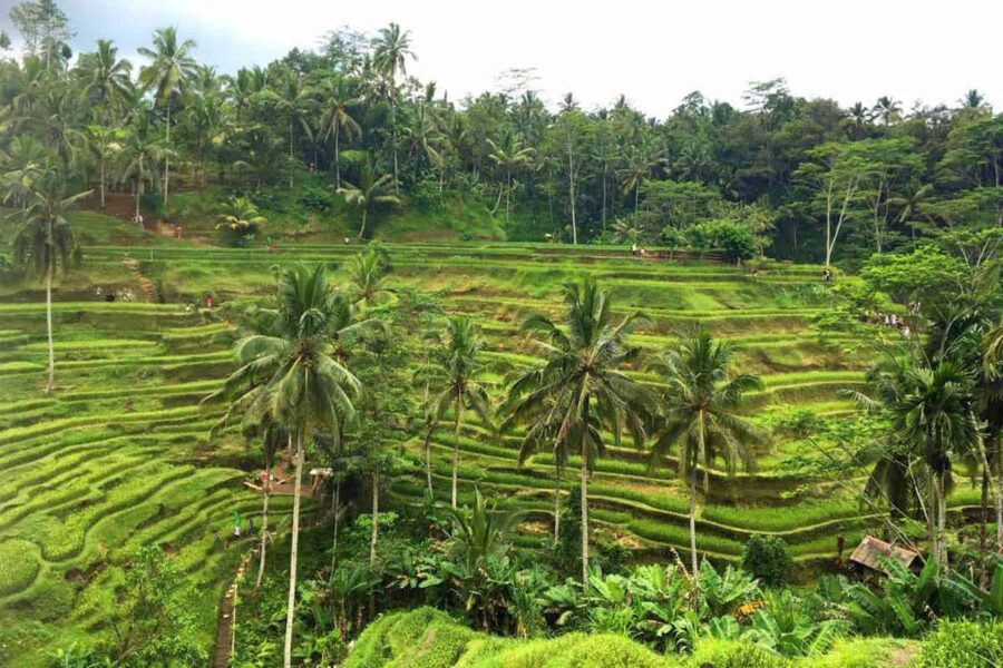 Ubud, Bali Rice fields