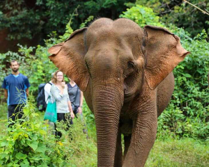 Visitors watch elephant
